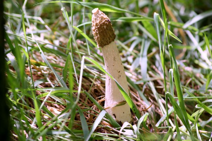 Funghi del parco del ticino da ID